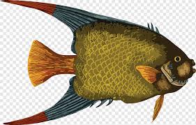 Zeichnen Von Fischkunst Fisch Tiere Kunst Gemeinsame Rotfeder Png Pngwing