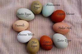 Hopefully, they will lay a green, aqua, olive or blue egg, but some do not. Imgur The Most Awesome Images On The Internet Chicken Egg Colors Egg Laying Chickens Chickens Backyard