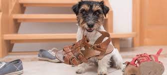If your dog is prone to munching away on the frames around your doors or windows, follow some of the steps above to deter any nibbling. How To Stop A Dog From Chewing Everything In Sight