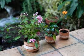 Image result for Kalanchoe lanceolata