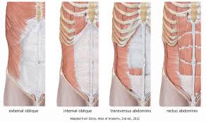 In vertebrate anatomy, ribs (latin: What S A Rib Flare And What Does It Mean Integrate 360 Physical Therapy