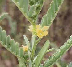 Image result for Chamaecrista nigricans