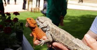 Feb 11, 2021 · gaziantep hayvanat bahçesi giriş ücreti ödeyerek, ziyaretçiler gezme imkânına sahip olabiliyorlar. Yasa Disi Yollardan Yurda Sokulmak Istenen Hayvanlar Gaziantep Hayvanat Bahcesine Yerlestirildi