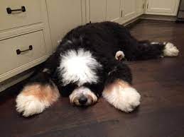 Breeding one litter at a time in our home** offering bernedoodle puppies from akc registered. Molly S Darling Doodles Home