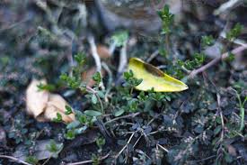 Image result for Portulaca quadrifida