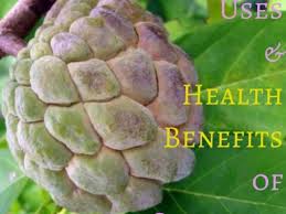 The bark and leaves of this tropical tree, used as an herbal tincture and medicinal tea, have medicinal applications. Uses And Health Benefits Of Sweetsop Or Sugar Apple Fruit Trees Hubpages