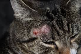 If you suspect that your cat has access to rodents, or that rodents are in your immediate environment, it is highly advised that you take the necessary steps to eliminate the pests. Ringworm Bemidji Veterinary Hospital Blog