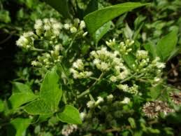 Image result for Microglossa densiflora