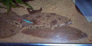 Flatfish) ปลากระดูกแข็งในกลุ่มปลาที่มีก้านครีบ พบได้ทั้งทะเล, น้ำกร่อย และน้ำจืด ในภาษาไทยมักเรียกปลาในอันดับนี้รวม ๆ. à¹‚à¸® à¸‡ à¹‚à¸® à¸‡ à¸›à¸¥à¸²à¸™à¸° à¹„à¸¡ à¹ƒà¸Š à¸«à¸¡à¸²