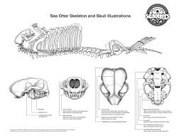 Sea Otter Natural History Seaotters Com