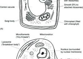 Learn about the parts of cells like the nucleus, cell membrane, lysosome, vacoule, chromatin this page features a series of activities on cells like: Animal And Plant Cell Coloring Pages Coloring4free Com
