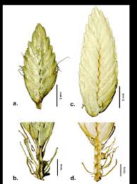 Image result for Pycreus