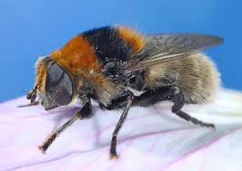 This mimicry helps to protect it from predators while it searches for the patterns and hair colour of the narcissus bulb fly vary in different individuals to mimic different bumble bee species. Https Webdoc Agsci Colostate Edu Bspm Insectinformation Factsheets Narcissus 20bulb 20fly 202020 Pdf