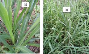 Image result for Andropogon canaliculatus