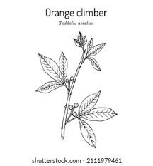 Image result for Toddalia