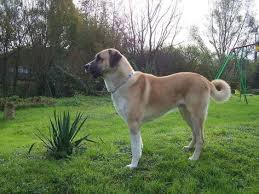 Top 10 Largest Dog Breeds In The World Kangal Dog Large Dog Breeds Farm Dogs