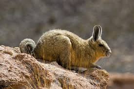 Image result for viscacha