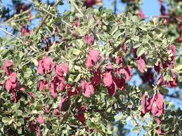 Image result for Terminalia tricristata