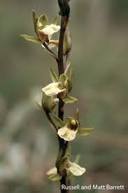 Image result for Eulophia