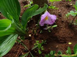 Image result for Siphonochilus