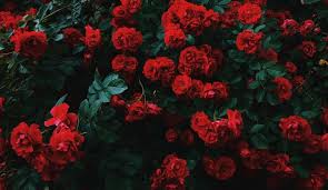 They form a group of plants that can be erect shrubs, climbing, or trailing, with stems that are often armed with sharp prickles. 7 Flowers That Look Like Roses Whole People