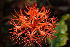 Image result for Senecio pachyrhizus