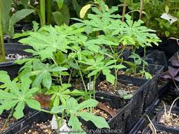 Image result for Manihot grahamii