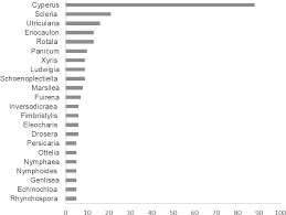 Image result for Micrargeriella aphylla