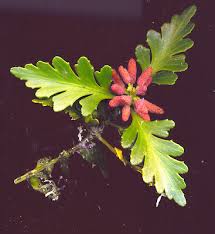 Image result for Phyllocladus