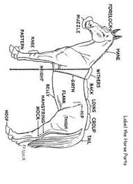 Horse Labeling Worksheet Horse Lessons Horse Anatomy Horse Camp