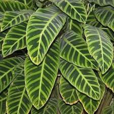 Maybe you would like to learn more about one of these? Plante Paon Zebrina Jardiland