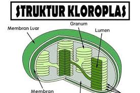 Pengertian Struktur Dan Fungsi Kloroplas Tanaman Biologi