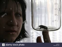 Experten gehen davon aus, dass die arbeiter, die nach dem unglück aufräumten. 13 Februar 2006 Tschernobyl Ukraine Foto Der Wissenschaftler Forschen Der Abnormen Mutationen Im Polessk Strahlung Okologische Reserve Park Inmitten Von Tschernobyl 30 Kilometer Verseucht Umgebung Kredit Bild C Photoxpress Zuma Press