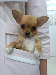 Found On Bing From Www Pinterest Com Perro De Bolsillo Perros Chiguagua Perros Y Cachorros Lindos
