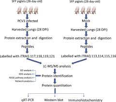 Locate loved ones, valuables & pets anywhere in the world gps+cellular+wifi global tracking sos button, guard mode & motion/temp sensors #traqit linktr.ee/itraq. Itraq Based Quantitative Proteomics Reveals The First Proteome Profiles Of Piglets Infected With Porcine Circovirus Type 3 Sciencedirect