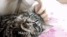 Check spelling or type a new query. Caturday Meme Gifs Tenor