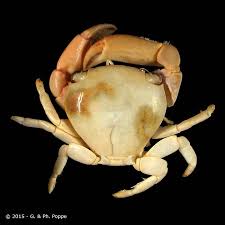 Image result for Tragia glabrata