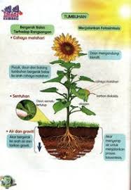 Sinaran di wajahmu bagai daun semalu. Proses Hidup Tumbuhan Tahun 4 Science Quiz Quizizz