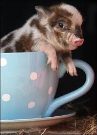 We did not find results for: 15 Pictures Of Teacup Pigs With Actual Teacups Teacup Pigs Cute Baby Pigs Teacup Animals