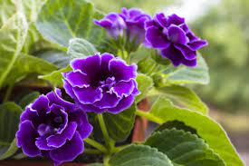 .popular house plant section and learn how to identify, grow, and care for indoor houseplants. 12 Top Flowering Houseplants For Easy Care Blooms Indoors Here By Design