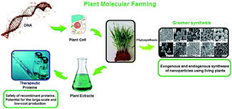 Maybe you would like to learn more about one of these? Plant Molecular Farming Production Of Metallic Nanoparticles And Therapeutic Proteins Using Green Factories Green Chemistry Rsc Publishing