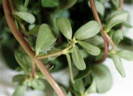 Purslane yogurt salad purslane leaves aren't an ingredient used liberally but i believe it should show more in … Yogurt And Purslane Salad Taste Of Beirut