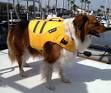 The Best Life Jackets for Dogs - Whole Dog Journal