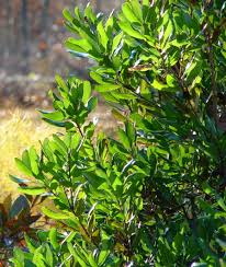 Image result for Myrica pilulifera