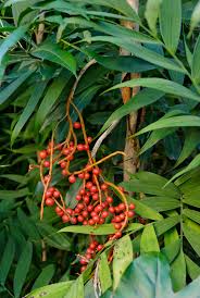 Image result for Chamaedorea microspadix