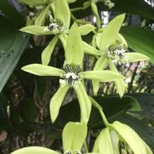 Image result for Polystachya melanantha