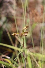 Image result for Eulophia clitellifera