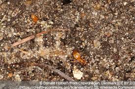 Nachdem sie vom backpulver gefressen haben, quillt dieses in ihren mägen auf, bis sie platzen. Krauterbeet Kompost Und Rasen Von Ameisen Befallen Was Tun Gartendialog De