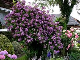 Pin By Jalee Koch Adkins On Garden Perennials Plants Garden