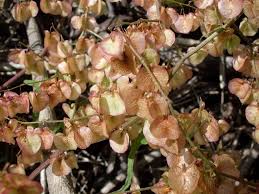 Image result for Rumex sagittatus